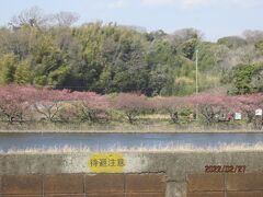 早春の三浦半島１日excursion(６）ひと足早い三浦の桜。