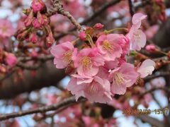 鶴ケ岡中央通りの河津桜の開花状況