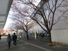 流山市のおおたかの森駅東口・ヒカン桜開花