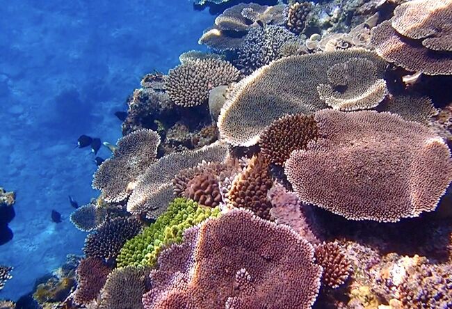 タイです。<br />慶良間諸島の渡嘉敷島2日目。<br />阿波連キャンプ場の裏にあるヒジュイシビーチで<br />シュノーケリングをしました。