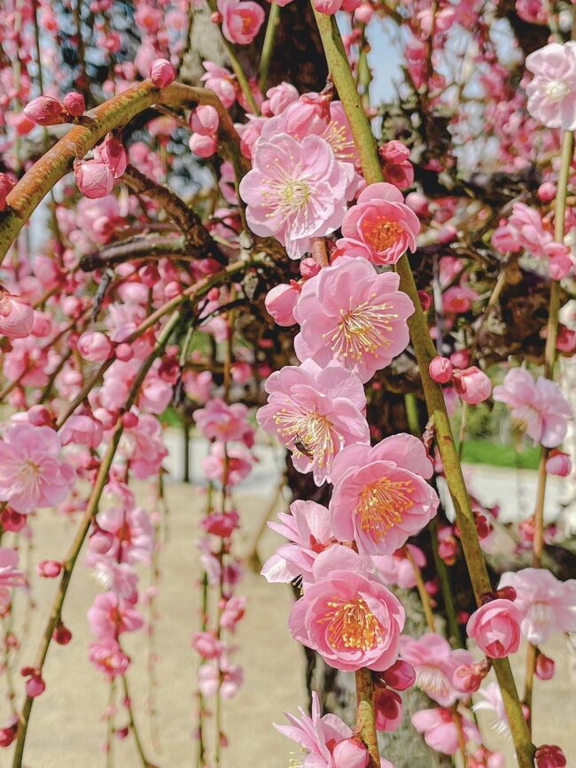 関西で&quot;花の寺&quot;として知られている三室戸寺。梅雨のシーズンには紫陽花が美しい寺としても有名です。この三室戸寺が今年の春『しだれ梅園』をオープンすると聞き、心待ちにしていました。<br /><br />春を告げる梅は白梅、紅梅といろんな種類があって順々に咲いていきますが、少し遅れて咲き始め枝が垂れ下がる&quot;しだれ梅&quot;はとりわけ可愛くて大好きです。三室戸寺のしだれ梅は、赤・ピンク・白の3種あり、本数は関西最大級の約250本あるとのこと。<br /><br />いつも季節の花を一緒に見にいく友人と相談し、まだ満開ではないけれど蕾がある状態も可愛いからと、三室戸寺に観梅に出かけることに！ランチは宇治まで足を延ばし、ついでに宇治抹茶スイーツも食べようと決め、出かけてきました。