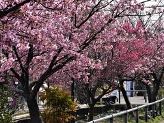 江川せせらぎ遊歩道2022～美しい彩りの河津桜とカルガモ赤ちゃん誕生～（川崎）