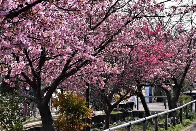 東急東横線元住吉駅の西側1.4kmにある「江川せせらぎ遊歩道」の井田・下小田中（しもこだなか）・明津（あくつ）地区。<br />ここには河津桜の桜並木があり、今年は昨年より10日も遅く開花。今が8分咲きになっています。<br />そして、せせらぎに棲むカルガモは、今年は1ヶ月半早く3月初めに赤ちゃんが11羽生まれ、可愛い姿が見られます。<br /><br />かつて流れていた江川は、下水道整備により雨水貯留管を地下に設置。<br />廃川となった川崎市中原区と高津区にまたがる2.4kmのエリアは、2003年に「江川せせらぎ遊歩道」となりました。<br /><br />なお、旅行記は下記資料を参考にしました。<br />・川崎市上下水道局「江川せせらぎ遊歩道」<br />・武蔵小杉ブログ「江川せせらぎ遊歩道に「どんぐりアート」が展示、動物たちやトトロ・ピカチュウなども登場」、2021-3-17<br />・NHKみんなの趣味の園芸「サンシュユ」<br />・川崎横浜東部とことん散策「中原区井田の祠・小社」<br />・ウィキペディア「地神塔」<br />