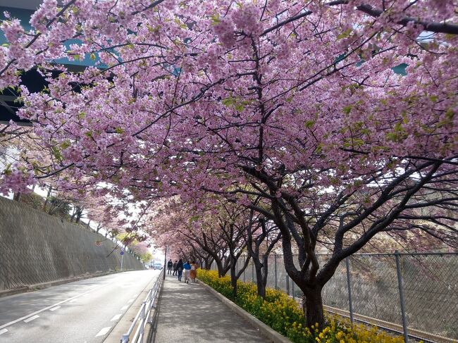 三浦海岸の早咲きの河津桜と菜の花が綺麗ということで訪ねてみました。