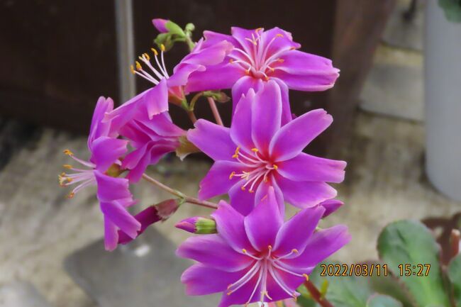 3月11日、午後3時過ぎにふじみ野市西鶴ケ岡地区にあるビバホーム内のガーデンセンターを訪問しました。　春の美しい花が展示されていました。　<br /><br /><br /><br /><br />*写真は美しかったレウイシア
