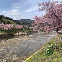 小さな旅　伊豆河津桜と温泉