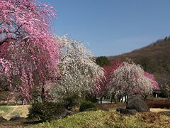 「みかも山公園・西口」万葉庭園の枝垂れウメ_2022（3）_3月11日は、咲き揃って見頃でした（栃木県・佐野市）