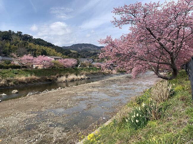 例年２月中下旬が見ごろの河津桜。<br />今年の冬は寒く、3月上旬でもまだまだ見ごろと聞いたので、平日のお休みを利用して、日帰りでお花見と温泉を楽しんできました。