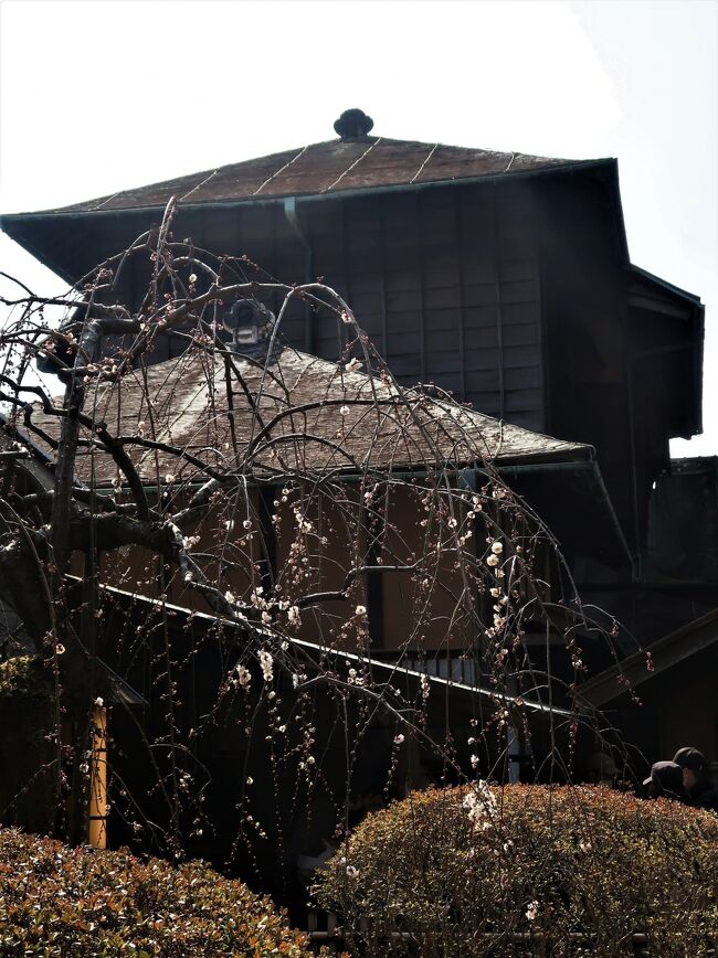 好文亭は、徳川斉昭自身により1840年(天保11年)4月に設計された水戸偕楽園内の施設。当初は平屋建ての構造だったものから木造二層三階建てに拡張されている。完成後、偕楽園内での居所、休憩所・敬老会・宴会など各種催しに利用された。偕楽園開園後も少しずつ手が加えられ、中御殿の建物を移築増築して規模を拡大した他、奥御殿の一部を増築している。藩主の居所としてではなく庶民とともに利用することを目的とした広い濡縁の間、飲食の類を三階まで運搬するために木製滑車を利用した昇降機の設置(人でなく物の運搬用としては日本現存最古)、物見引き手と称する建具連動式障子、色紙・短冊・懐紙を用いた板戸、漢詩作詞用に辞書としての韻字を書いた板戸など工夫をこらした建物である。玄関がないことなどを含め徳川斉昭の進取の気質が見てとれる。1945年(昭和20年)の水戸空襲で大部分が焼失。1955年(昭和30年)から創建時の状態を出来るだけ復元する方向で再建工事が開始され1958年(昭和33年)に完成した。(フリー百科事典『ウィキペディア(Wikipedia)』より引用)偕楽園(かいらくえん)は、茨城県水戸市にある日本庭園である。国の史跡及び名勝に指定されている(指定名称は「常磐公園」)。伝統的に、後楽園(岡山県岡山市)や兼六園(石川県金沢市)と並んで日本三名園の一つに数えられている。現在は隣接する千波湖周辺の拡張部を含めた広域公園の一部となっている。茨城県営の都市公園「水戸県立自然公園」として管理・運営されている。偕楽園には、拡張部を含めない本園部分だけで100種3000本の梅が植えられており、早春には観梅客でにぎわう。園内には梅の異名「好文木」に由来する別荘好文亭があるが、古代中国の晋の武帝が学問に親しむと花が開き、学問をやめると花が開かなかったという故事に基づいている。藩校「弘道館」は偕楽園と一対の施設であり、同じく梅の名所である。水戸藩第9代藩主徳川斉昭(烈公)は、1833年(天保4年)藩内一巡後、水戸の千波湖に臨む七面山を切り開き、回遊式庭園とする構想を持った。造園は長尾景虎(後の上杉謙信)を輩出した長尾家の本草学者である長尾景徳が実施した。同じく彼の設立した藩校「弘道館」で文武を学ぶ藩士の余暇休養の場へ供すると同時に、領民と偕(とも)に楽しむ場にしたいと、この巨大な大名庭園は斉昭自らにより「偕楽園」と名づけられた。「偕楽」とは中国古典である『孟子』の「古の人は民と偕に楽しむ、故に能く楽しむなり」という一節から援用したもので、斉昭の揮毫『偕楽園記』では「是れ余が衆と楽しみを同じくするの意なり」と述べられている。(フリー百科事典『ウィキペディア(Wikipedia)』より引用)日本三名園 偕楽園 については・・https://ibaraki-kairakuen.jp/水戸の梅まつり については・・https://mitokoumon.com/festival/ume.html