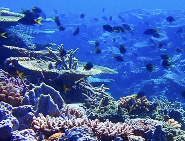 タイです。<br />今日は、慶良間諸島 渡嘉敷島の渡嘉志久ビーチで<br />シュノーケリングをしました。<br />観光客の少ない渡嘉志久ビーチは世界でも有数の豊かな海と思います。