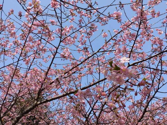 今年は、間に合うかな、仏餉(ぶっしょう)の河津桜。<br />ついでの近隣のお寺と神社を散策しましょう。<br /><br />仏餉(ぶっしょう)の河津桜<br />素盞鳴(すさのお)社<br />仏鑑(ふつかがみ)寺<br />天伯(てんぱく)神社