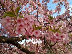 静豊園の河津桜と大神ファームのミモザに出会うドライブ