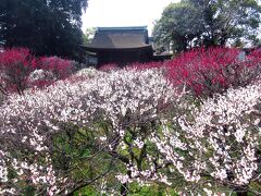 梅咲く道明寺天満宮と国宝・櫻井神社を訪ねて