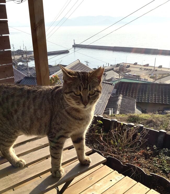 どこかにマイルを利用して2泊3日で高松に行ってきました。<br />申し込んだのは2月で、沖縄など暖かいところ狙いだったのですが、当たったのは高松。幸いお天気に恵まれモヤがかかるくらいポカポカ陽気でした。<br /><br />高松はネコに会えるかと思って四択に入るよう選びました。<br />訪れた島で出会う人は現代アート好きな人が多く、ご意見を参考にして2日目は豊島、3日目は直島へ。<br />私の場合は、現代アートの理解は難しく、一番最初に訪れた静かな男木島が、こんな島でこんな生活をしている人がいるんだなあと一番印象に残りました。何のお土産も持ってなくてもネコちゃんたちの歓迎がありました!<br /><br />玉藻公園と栗林公園は、まん延防止で土日休みでした。