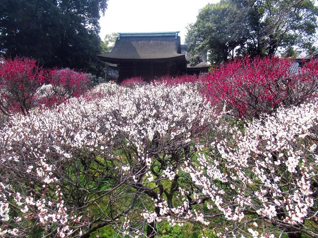 近鉄沿線の梅の名所めぐり・第2弾として、梅園がちょうど見頃を迎えた大阪の道明寺天満宮を訪ねました。そして国宝建築がある堺市の櫻井神社を巡る半日トリップです。