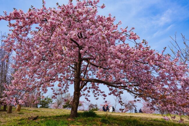 　3月3日に訪問した静豊園の河津桜、まだ2～3分咲きだったミカン山がちょうど見頃になっていました。