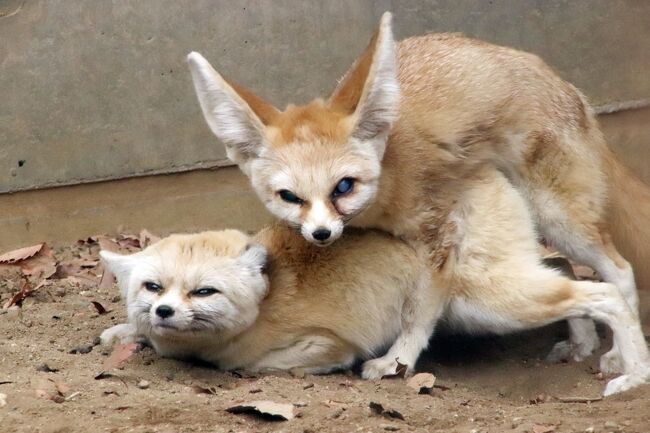 動物園めぐりをしていても、季節の移り変わりには敏感になります。<br />埼玉こども動物自然公園（略して「埼玉ズー」）は比企丘陵の自然の中に展開している動物園なので、花の開花で春を感じることができます。<br />ロウバイやマンサクなど、早春の花は東園に多いですが、北園のピクニック広場で咲いている白梅を見つけました。<br /><br />いや、春のきざしは花だけではなかったです。<br />北園のレッサパンダのご近所さんで、フェネックのカップルが子作りに励んでいました。<br />東園に向かうために立ち去ろうとした直前に見かけたときは、希有なシーンが見られて、なんてラッキー！<br />と思ったものですが、夕方、再び見に行ったときは、フェネックのカップルは何度も何度も子作りに励んでいました。パパさんがちょっとしつこくて、ママさんが根負けして協力していた感じでした。<br /><br />実は、なかよしコーナーでは、放し飼いエリアにいるヤギのうちユウちゃんとサクラちゃんのおなかに、どうやら赤ちゃんがいるようてす。<br />また、最近なかなか生まれていなかった待望のヒツジも赤ちゃんがおなかにいたようで、後日３月５日に、公式サイトで２頭のヒツジの赤ちゃんの誕生ニュースが掲載されました。<br />また、乳牛コーナーでは、２月４日に子牛が生まれていたことは知っていて楽しみにしていましたが、つい４日前の２月16日にも１頭、生まれていました！<br />ただし、子牛たちはオスだったので、１ヶ月足らずで牧場に搬送されてしまい、埼玉ズーには残らず、短い生を終えることになります。<br />それでも、ほんの少しでも生きる喜びを感じてほしい、と、ひとなっっこかった子牛を前に願わずにはいられませんでした。<br /><br />というわけで、2022年２月の埼玉ズー再訪の旅行記は、前編は、東園のコアラ舎とカンガルーコーナーとクオッカ以外、すなわち中央エリアのキリンたち、北園はレッサーパンダを中心に、ぎりぎりコツメカワウソとプーズーまで、それから東園のカピバラ・ワラビー広場の写真でまとめました。<br />今回はコアラ舎で過ごした時間が今まで以上に長くなり、撮った写真も多かったからです。<br />そのため、コアラを観覧し終えた後は、中央エリアから北園は、若干、急ぎ足となりました。<br /><br />レッサーパンダについては、残念ながらミンミンは20才の大台に乗る前に亡くなってしまい、ミンミンの部屋は空になっていたし、南米チリにお嫁に行くみやびちゃんの消息は分からず、さびしかったです。<br />それでも、私がレッサーパンダファンになったきっかけのハナビちゃんには屋外で、ハナビちゃんの末っ子のリュウくん・セイくんの双子は室内で会えました。<br />リュウ・セイはガラスのすぐ目の前でわちゃわちゃバトルを楽しむ姿も見せてくれました。<br />あいにく動画を撮影する機材を持っていなくて、写真一辺倒の私には、そのシーンはガラス越しで写真は映り込みがひどかったものの、雰囲気が分かるものくらいは撮れました。<br /><br />今回、北園では、少々急ぎ足だったとはいえ、久しぶりにワオキツネザルとプーズーも見に行くことができました。<br />ワオキツネザルは寒さに弱いので、思ったとおりワオキツネザル団子が見られました、その中で、去年2021年４月生まれの子がまだ少し小さかったので、まだ判別できました。<br />プーズーは、なんと2021年生まれの子たちが、アオイちゃんに続き、フジくんの分も紹介がなくなっていました。<br />公式サイトやフェースブックでなにもお知らせを見ていないので、とても気になります。<br />これまでプーズーの死亡や移動のニュースはちゃんと掲載されていたのに。できれば、亡くなったと思いたくないです。<br />でも後日、SNSの投稿では、アカイちゃんもフジくんもいたとの書き込みがあったので、少しほっとしています。<br /><br />＜曇天でも寒さがやわらいだ2022年２月第３日曜日の埼玉こども動物自然公園再訪の旅行記のシリーズ構成＞<br />■（前編）レッサーパンダ兄弟のわちゃわちゃとハナビちゃん～子牛はまた男の子～交尾に勤しむフェネック他<br />□（後編）コアラ舎とカンガルーコーナー：コアラの赤ちゃんミラちゃんスピカちゃんママおんぶのコアラのマーチ<br /><br />埼玉こども動物自然公園の公式サイト<br />http://www.parks.or.jp/sczoo/<br /><br />＜タイムメモ＞<br />09:00　車で家を出る<br />09:30　第１駐車場に到着<br />09:35　年パスで埼玉こども動物自然公園に入園（開園09:30）<br />09:40すぎ-09:50　乳牛コーナー（放飼場）★<br />09:50-10:20　レッサーパンダ★<br />10:20　フェネック（交尾中）★<br />10:25-10:40　乳牛コーナー（牛舎の子ウシたち）★<br />10:40-10:45　マーラ・ヒメマーラ★<br />10:50　自由広場の白梅★<br />10:55　ワオキツネザル★<br />11:00-11:40　コアラ<br />（きのうのユーカリは撤去済み）<br />（新しいユーカリに交換）<br />11:40-11:45　ホウシャガメ・シマオイワワラビー<br />11:50　カンガルー（ファイト中のペアがいた）<br />11:55-12:00すぎ　クオッカ<br />12:00-12:05　ガマグチヨタカ・ワライカワセミ<br />12:10-13:30　コアラ<br />（12:45　ジンちゃん時々動いたが起きず）<br />（12:50-13:20　ジンちゃんごはんを食べる）<br />13:30-13:35　ミナミコアリクイ・シマオイワワラビー<br />13:40-14:10　軽食休憩<br />14:15-15:10　コアラ<br />（コアラみんな起きてきた）<br />（ジンちゃん親子１番活発）<br />15:15-15:20　ピクニック広場のマンサク<br />15:20-15:30　カピバラ・ワラビー広場★<br />15:35-15:40　豚汁休憩★<br />15:40-15:50　キリン★<br />15:55　コツメカワウソ（収容直前）★<br />（強風で早めに展示終了）<br />16:00　ぴょんぴょん村★<br />（すでに閉まっていたので外から見学）<br />16:05-16:20　なかよしコーナー★<br />16:25-16:30　エコハウチュー★<br />16:30-16:35　シロフクロウ★<br />16:40　プーズー（屋内の子のみ）★<br />16:45-16:50　フェネック（交尾中）★<br />16:50　ミーアキャット★<br />16:50-16:55　マヌルネコ★<br />17:00すぎ　動物園を出る（閉園17:00）<br />17:20　駐車場を出発する<br />17:45　蔵の湯 鶴ヶ島に到着<br />19:15～あかすりエステ＆リンパマッサージ<br />（60分コース）<br /><br />※これまでの動物旅行記の目次を作成済。随時更新中。<br />「動物／動物園と水族館の旅行記～レッサーパンダ大好き～　目次」<br />http://4travel.jp/travelogue/10744070<br /><br />※そのうち、これまでの埼玉こども動物自然公園の旅行記のURL集は、この旅行記の末尾の２つの写真コメントにまとめました。