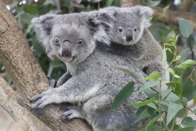 春の花咲く２月の埼玉こども動物自然公園 後編 コアラ舎とカンガルーコーナー コアラの赤ちゃんミラちゃんスピカちゃんママおんぶのコアラのマーチ 東松山 埼玉県 の旅行記 ブログ By まみさん フォートラベル