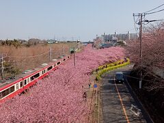 三浦・葉山・逗子２０２２早春　【１】三浦海岸河津桜