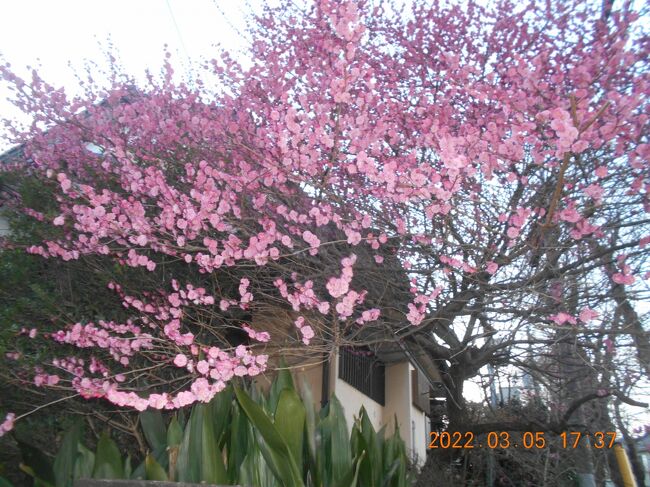 宝蔵院と八幡寺社を巡り住宅街の散策で普段は気に掛けていなかった花や庭の木々など意外にたくさんの春を見つけることが出来、丁度梅の花が見頃で多くの家の庭先で咲いていました。宝蔵院の山羊と鶏も楽しんで童心に戻ったひとときでした。