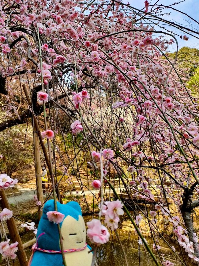 今年は梅をみそびれたー、と思っていたら、１、2月に寒い日が続いた成果、開花が遅れているそう。<br /><br />水戸の偕楽園が満開とのニュースを見て、よっしゃ行こ、と決めたものの日曜日に出かけるには少し遠いなぁ、うーん、じゃぁ曽我梅林（小田原）にしよっかと思ったらこちらは終了済み。その後、吉野梅郷（青梅）、高尾梅の郷と二転三転して（笑）、最終的には家からほど近い京王百草園（日野）に決定。<br /><br />実は初めての来訪で、咲いてるといいなぁくらいのつもりでいったら、ちょうど見頃の梅を楽しむことができました。今週くらいは見頃が続きそうな気がします。<br /><br />今日はおくさんと弟くん、彼の手下のカビゴンさんが同行します