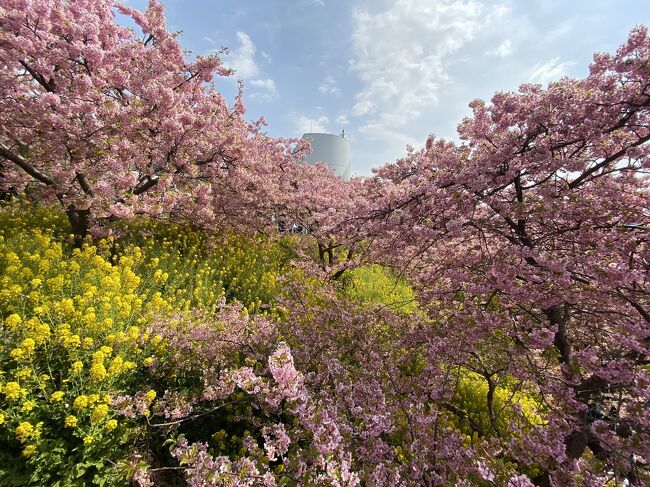2月末に行った時にぜんぜん咲いていなかったので、リベンジで混雑を避けて朝一から行ってきました。偕楽園の梅を見に行こうかと迷ったのですが、今年は河津桜が見れていないため、松田の方を選択しました。<br />肝心の松田の河津桜はもう葉っぱが映えて葉桜でベストタイムは逃してしまった感じ。がーん。<br />でもピンクと黄色と青空は楽しめました。富士山は暖かくなると霞んでしまってうすーく見えましたが、だんだん見えなくなってしまいました。