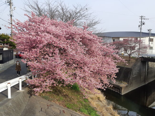 娘と温泉三昧、うなぎ食べ放題のホテル、そして掛川城の『掛川桜』は咲いたかな？