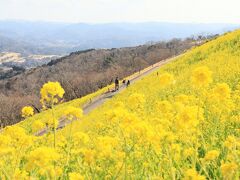 大斜面の菜の花、マザー牧場・・・