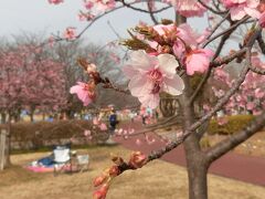 河津桜を見にみさと公園