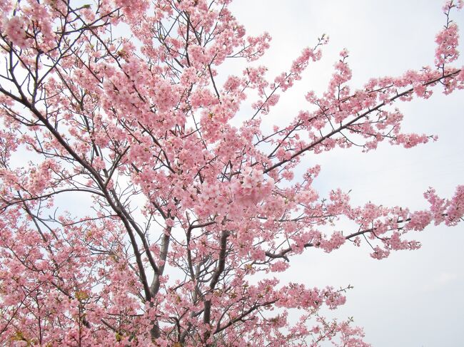 今年の河津桜はちょっと遅かったです<br />5日前の山田池公園の梅と一緒に紹介したいと思います