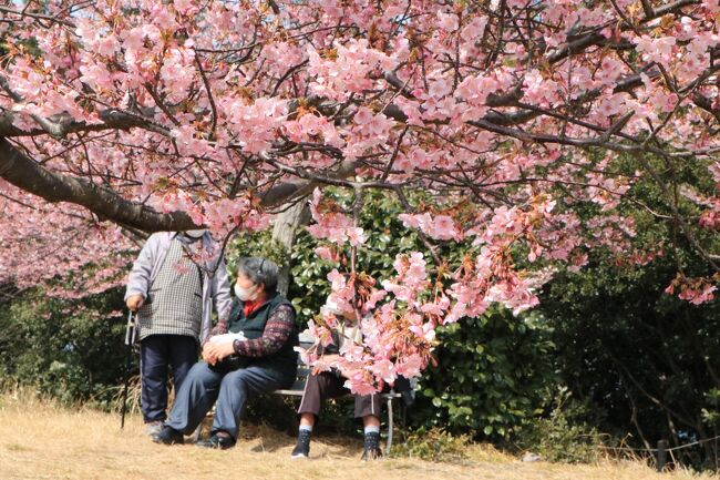 今年の河津桜の開花は遅れていて、おまけに寒波襲来もあって、開花しても足踏み状態でした。<br /><br />開花状態の情報みながら、今年は知多半島の聖崎公園と、２月の末にも行った免免田川に行くことにしました。<br />どちらも初めての場所ではないけど、遠い伊豆の河津桜に行くより、手ごろでゆっくりできるのです。<br /><br />宿泊は、初めての伊良湖ビューホテル。<br />名鉄電車の新春謝恩企画、２ＤＡＹ名鉄電車乗り放題、10500円の企画に乗りました。<br />さて、河津桜の状況は？<br />ホテルは、どのような感じだったか、格安旅のご案内です♪