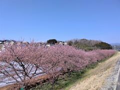 河津桜・菜の花・富士山、ついでに日帰り温泉　in　函南（かんなみ）