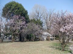 Ｍ　ＭＡＲ　２０２２　　プチテツ２５・・・・・②羽根木公園