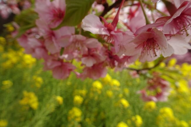 今年の河津桜の開花は遅い。。<br />松田の西平畑公園に咲く、河津桜がようやく満開に成ったので3年ぶりに訪れた。<br />河津桜と菜の花のコラボが素晴らしく、富士山とのコラボも期待したい。<br />松田山ハーブガーデンのある松田山の斜面に、約３６０本の河津桜が濃いピンク色の花を咲かせる。<br />同時に、斜面には菜の花も見事な黄色の絨毯を敷いて、濃いピンクの桜との競演は素晴らしい。<br />今回は、コキアガーデンも散歩して、ネモフィラの咲き始めを見ることが出来た。<br />富士山は晴れの日を狙って行ったのだが、春霞で富士山は見えずだったが、一瞬薄っすらと見えた。<br /><br />動画でどうぞ。<br />https://www.youtube.com/watch?v=B1wqgOS92J4
