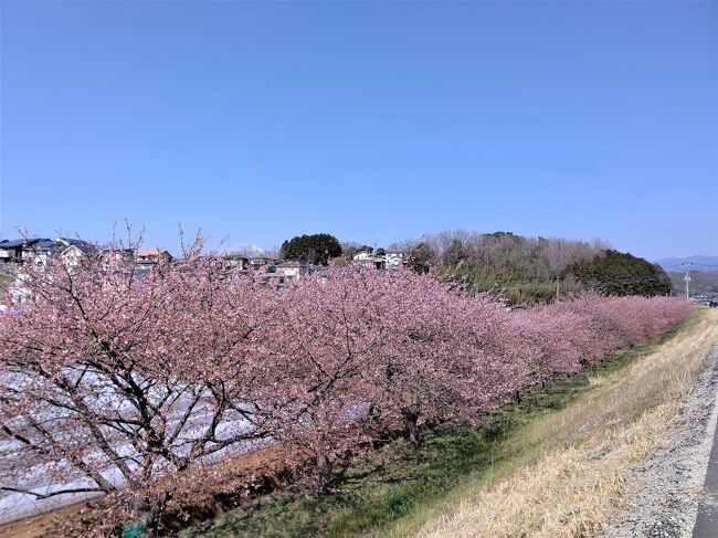 河津桜を観に、12月に引き続き函南へ。<br /><br />河津桜と言ったら、南伊豆の河津町だけれど、10年前に行ったので、もうちょっと近場でと探したら、ここ函南は、20年くらい前から410本を植樹、富士山も借景しているらしいとの情報。<br /><br />富士山好き（登山派ではなく観賞派ですが）としたら1度は行ってみたい！<br /><br />今年は寒い日が多かったので、例年より遅咲で満開日は3月10日。<br />でも、交通の利便性から土日が都合がいいので、5分咲きより散る桜の風情のほうがよくない？ということで2日後に決行。<br />しかし、なんかもの淋しい桜…。<br />理由は堤の下に植樹してあるからと推論！<br />見上げて青空をバックに愛でるかのがベストじゃない？<br /><br />柿沢川堤を歩き、柏谷横穴群を見、のんびりと温泉に浸る春旅でした。<br /><br />新宿駅→（小田急線ロマンスカー）→小田原駅→（熱海駅乗り換え）→函南駅→（バス）→畑毛温泉…柿沢川堤…横穴…誠山：ランチ+温泉…柿沢川堤…畑毛温泉→（バス）→函南駅→（熱海駅乗り換え）→小田原駅→（小田急線）→新宿駅<br /><br />本日は16,585歩<br />