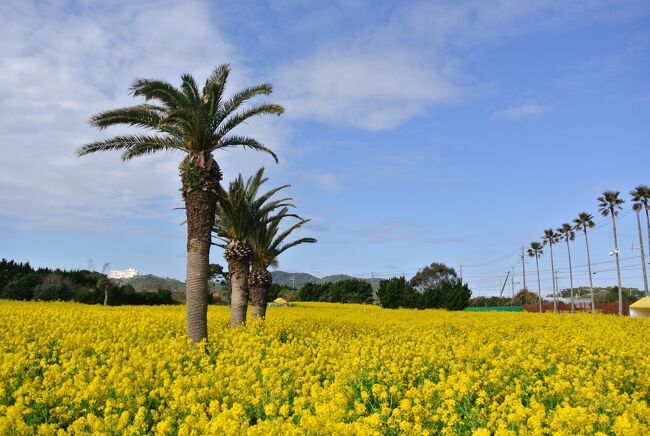 愛知県で一番早く春の訪れるスポット・・渥美半島へ行ってきました。<br />我が家から渥美半島へは日帰り圏内ですが、今回はのんびりとホテルステイも楽しんできました。<br />1日目はサンテパルク田原で河津桜と梅、<br />そして伊良湖岬では穏やかな春の海と灯台。<br />宿は絶景ホテルとして有名な伊良湖ビューホテル。<br />2日目は、一面に黄色の春を感じる「菜の花ガーデン」を訪れました。<br />