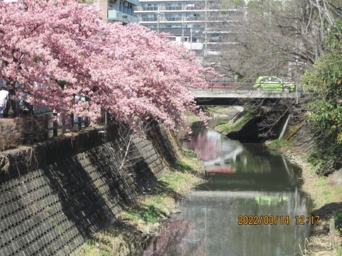 常磐線松戸駅から江戸川に掛けての地域は江戸時代には旧水戸街道沿いに松戸宿（本町付近）があり、江戸川を使い海運も盛んで賑っていました。現在も寺社が多く残り、古民家、歴史建造物等も残っています。また江戸川と並行して坂川が流れています。この坂川再生事業は小山可動堰から赤圦樋門まで950mの環境を再生・回復させるプロジェクトです。川沿いの歴史的な遺産や雰囲気を大切にしながら、多自然川づくりや水辺に近づける工夫、桜の植樹、レンガ橋の保存などを行っています。坂川沿いに植えられた河津桜が満開となり、遊歩道を使って散策が楽しめます。