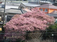 河津桜