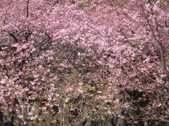 萬葉公園で河津桜