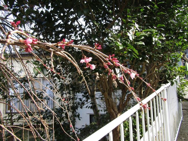 　3月中旬になり、一気に季節が進んだかのような陽気になったために、桜の開花予想もさらに早まっている。<br />　その桜（ソメイヨシノ）が開花する前には早咲きの枝垂れ桜が開花して、それが満開になる頃にはいよいよ柏尾川の桜（ソメイヨシノ）が開花する。<br />　その早咲きの枝垂れ桜は20輪程度が開花している。昨日の午後なのか、今朝なのかは分からないが、早咲きの枝垂れ桜の開花である。<br />　1週間もすれば満開になるであろうから、桜の開花予想にあるように、横浜でも来週の始めには桜（ソメイヨシノ）が開花するのであろう。<br />（表紙写真は横浜でも開花した早咲きの枝垂れ桜）