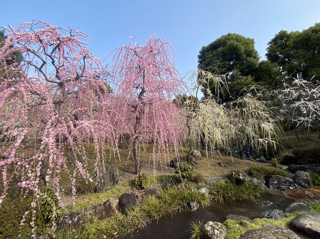 京都の梅の名所へドライブ旅行。