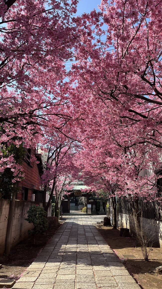都内で気の早い桜を追いかける旅