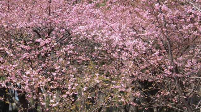2～3日前から最高気温２０度超えが続き一気に春本番。一宮市浅井町の萬葉公園に河津桜を見にサイクルです。帰り稲沢市・愛知県植木センターに寄り満開の梅を見てきました。