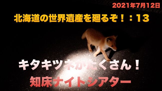 北海道の世界遺産を廻るぞ！：13　キタキツネがたくさん！知床ナイトシアター　　