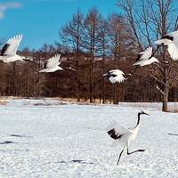 春なのに流氷ですか？*3　鶴居村チャータータクシー観光と釧路市動物園