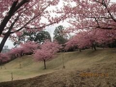 柏市の大堀川・松ヶ崎城跡・河津桜満開・2022年3月