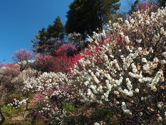 池上梅園で観梅