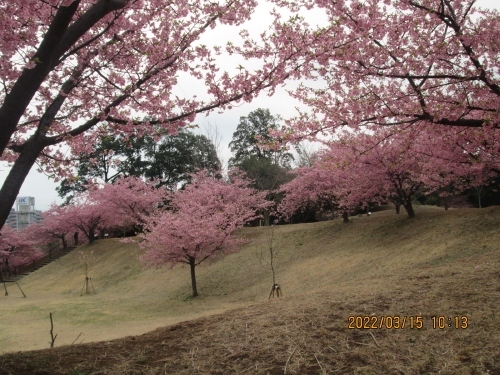 カシニワ・「手賀沼と松ヶ崎城の歴史を考える会」が活動してます。松ヶ崎城跡は春は桜、夏は山ユリ、秋は広葉樹の紅葉と自然が豊かに残った場所であると共に貴重な文化財です。是非この場所を現在と同様、後世に伝え市民の身近に親しめる遺跡にしていきたいと思います。柏ロータリークラブが台地上段などに2010年2月、カワヅザクラなど広葉樹７０本植樹、寄贈。柏ロータリークラブ６０周年記念再整備事業。2020年3月、河津桜２０本植樹、寄贈。13日、14日と気温24度の異常高温で満開を過ぎて葉桜になる樹が出て来ました。