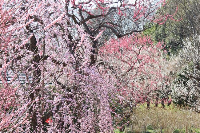 あと一週間もすれば桜の開花もはじまりそうですが・・・<br />府中郷土の森公園の梅園ではまだ梅の見頃が続いています。<br />今年最初の観梅行となりました。<br />