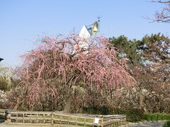 爽やかな春の天気に誘われて、大阪万博記念公園 ・自然文化園「梅林」で「梅三昧の一日」を過ごす。（2022）